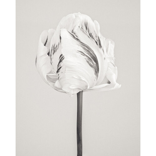Paul Coghlin — Limited edition floral art prints | Botanic