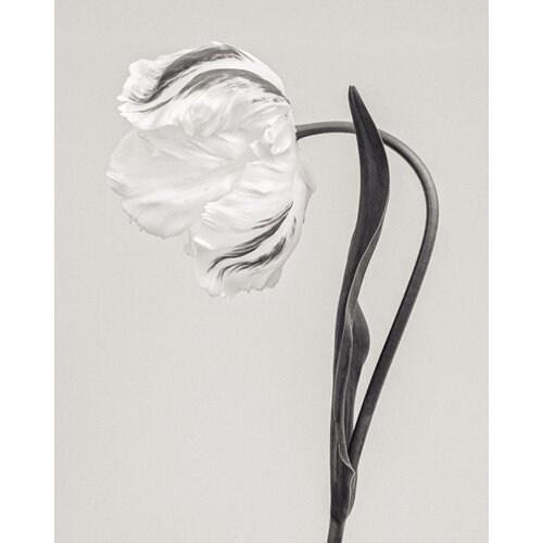 Paul Coghlin — Limited edition floral art prints | Botanic