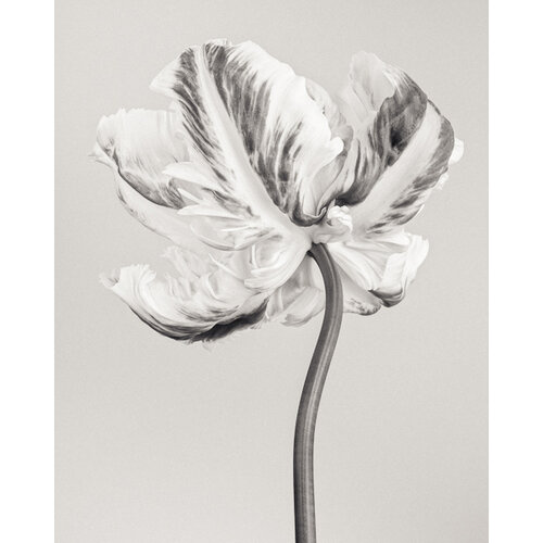 Paul Coghlin — Limited edition floral art prints | Botanic