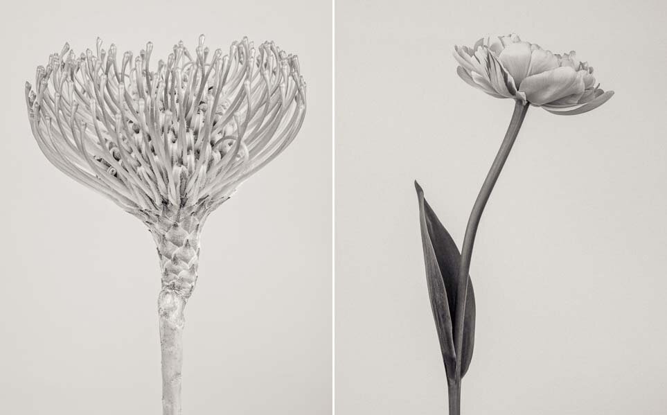 Paul Coghlin — Limited edition floral art prints.