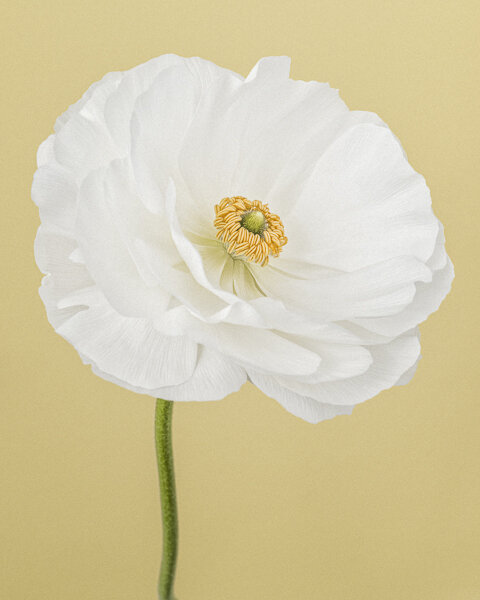 Limited edition flower print white ranunculus