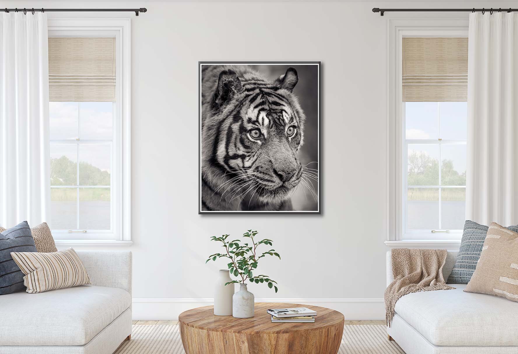 Paul Coghlin — Sumatran Tiger Stalking is a black and white photography ...