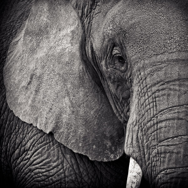 Limited edition print of an elephant. Black and white photograph of an elephant