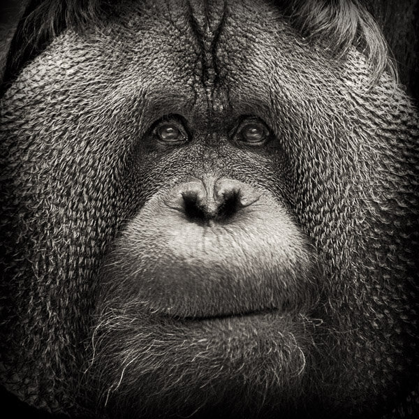 Regard - is an award winning limited edition photograph print of a orangutan.