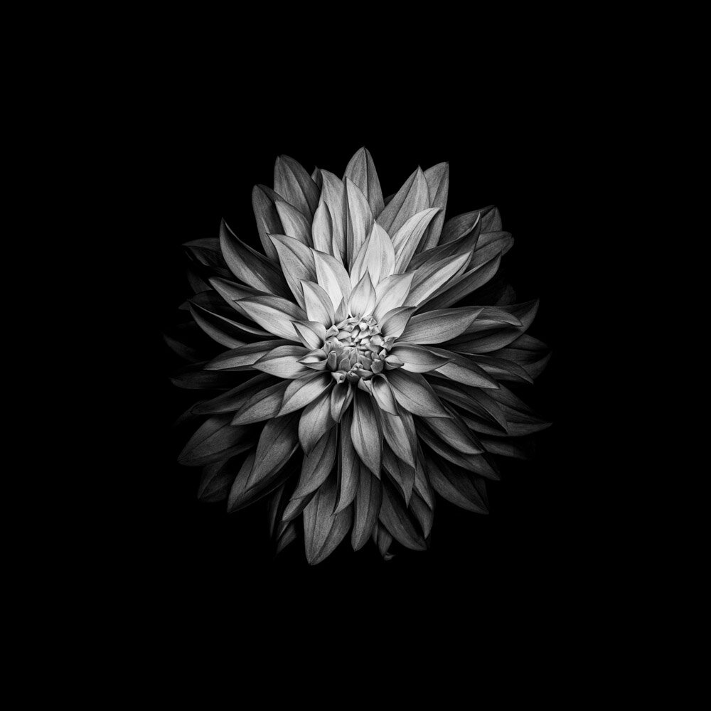 Fleur Noir II - black and white photography print of a dahlia