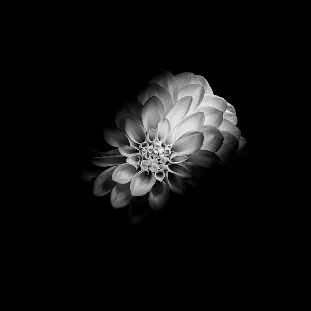 Fleur Noir IV - black and white photography print of a dahlia