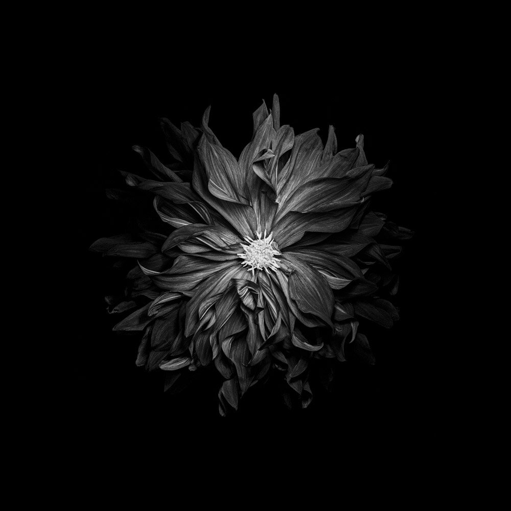 Fleur Noir III - black and white photography print of a dahlia