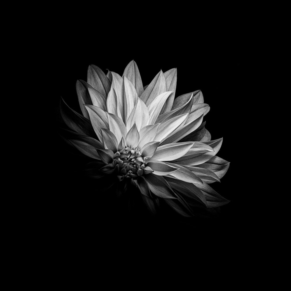 Fleur Noir V - black and white photography print of a dahlia