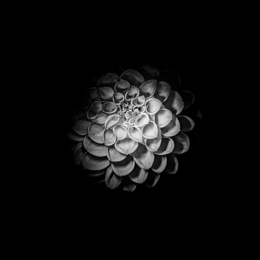Fleur Noir VI - black and white fine art photography print of a dahlia