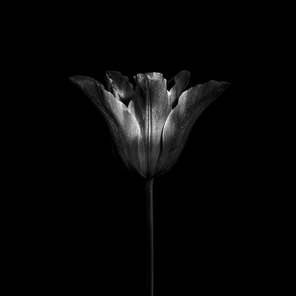 Fleur Noir VII - black and white fine art photography print of a tulip