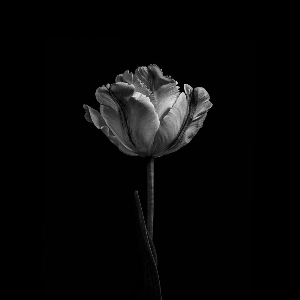 Fleur Noir VIII - black and white fine art photography print of a tulip