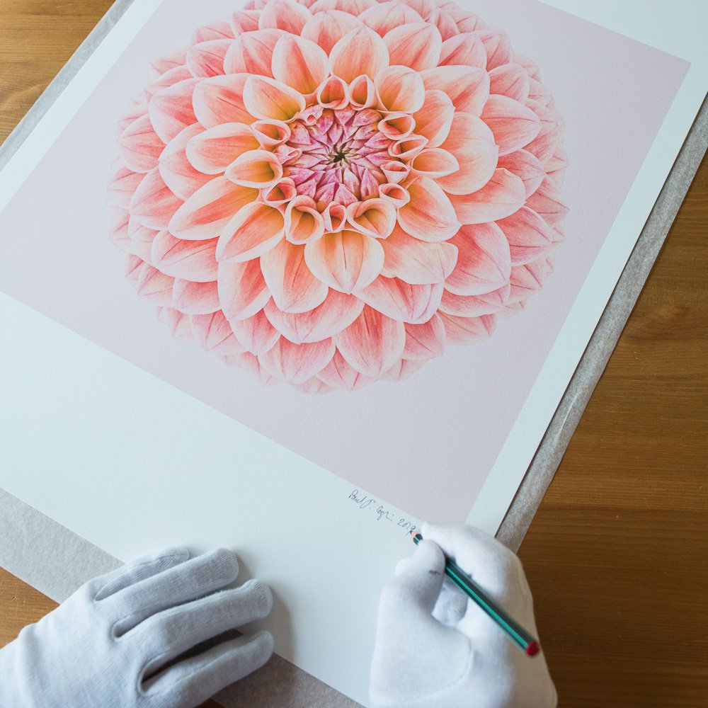 Pink Dahlia Circle I - limited edition fine art flower photography prints for sale