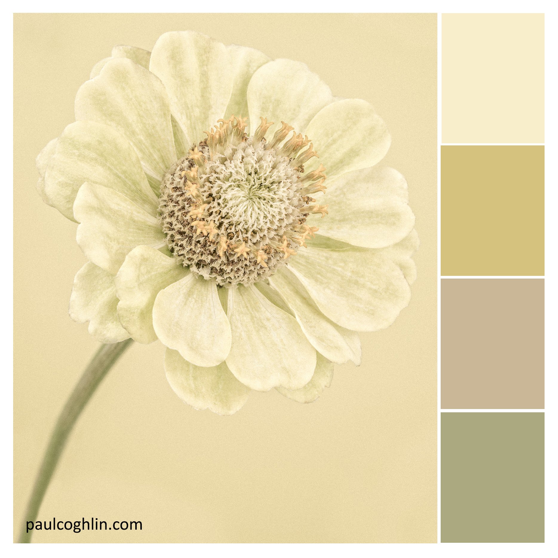 yellow zinnia swatch paul coghlin.jpg