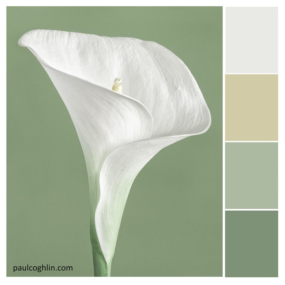 calla lily colour swatch paul coghlin ©Paul Coghlin.jpg