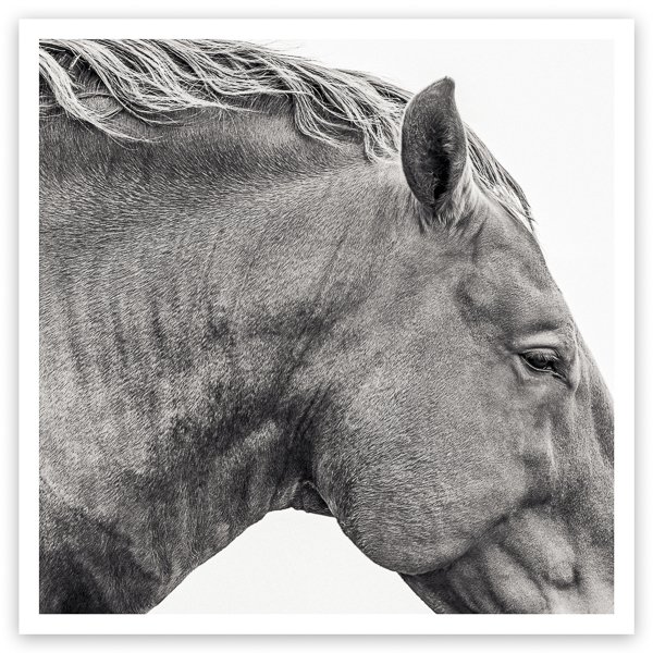 Achilles - Fine Art Photography Prints of Horses