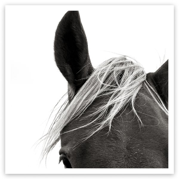 Ear - Fine Art Photography Prints of Horses