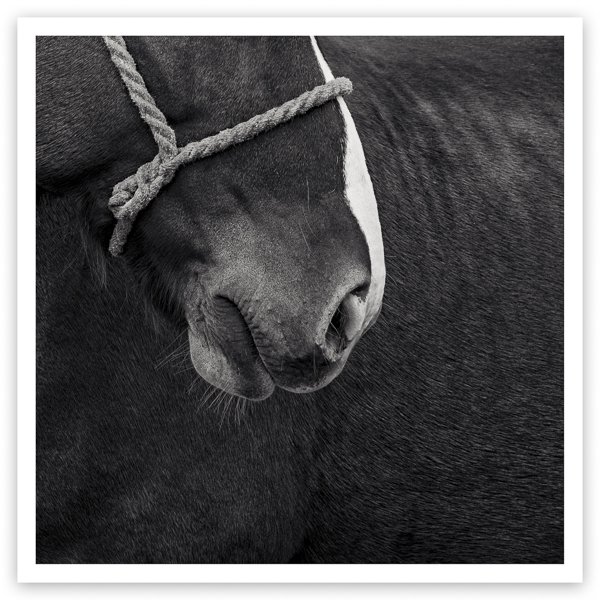 Velvet - Fine Art Photography Prints of horses