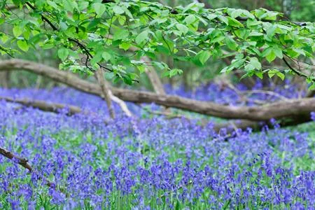Wildflower Walk
