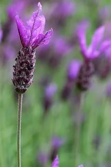 Scented plants boost well-being