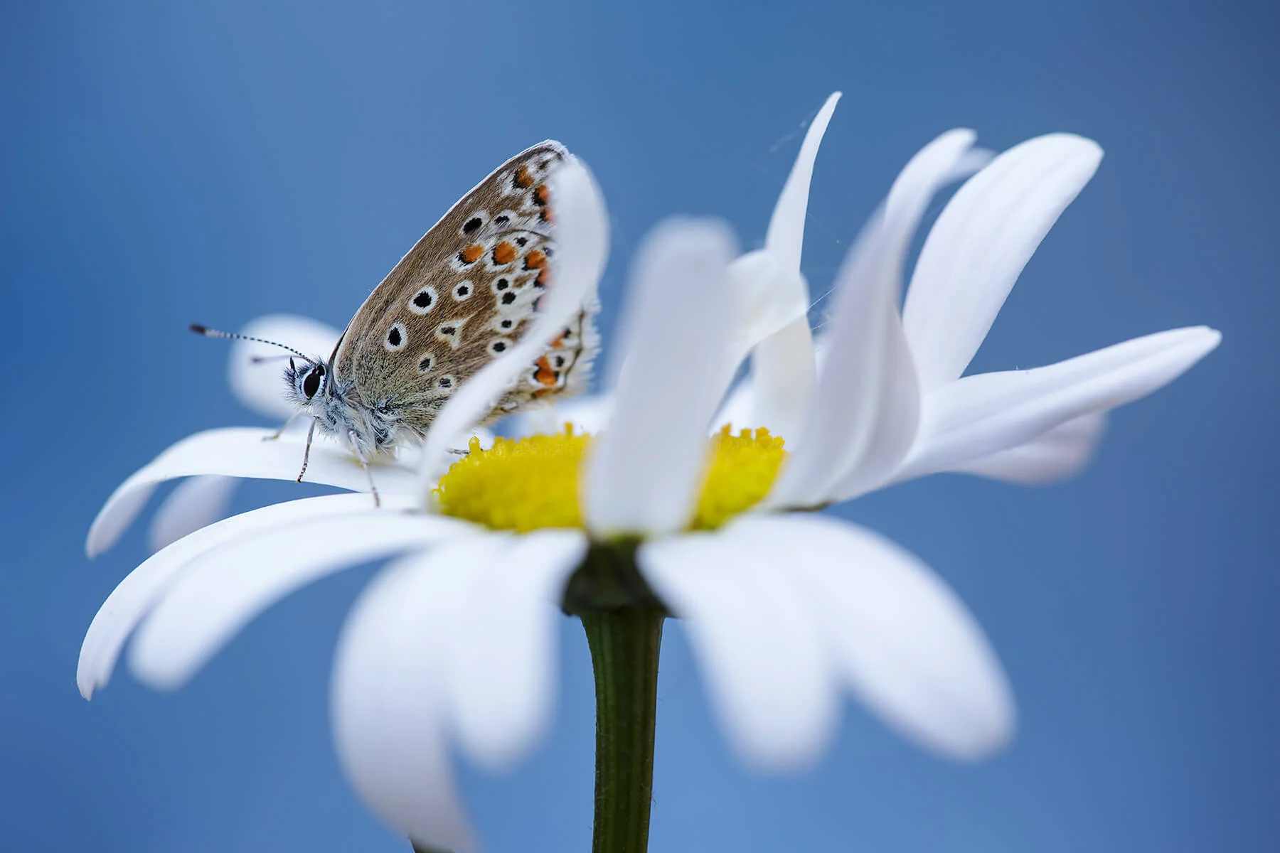 1800_commonblue_E2A6097.jpg