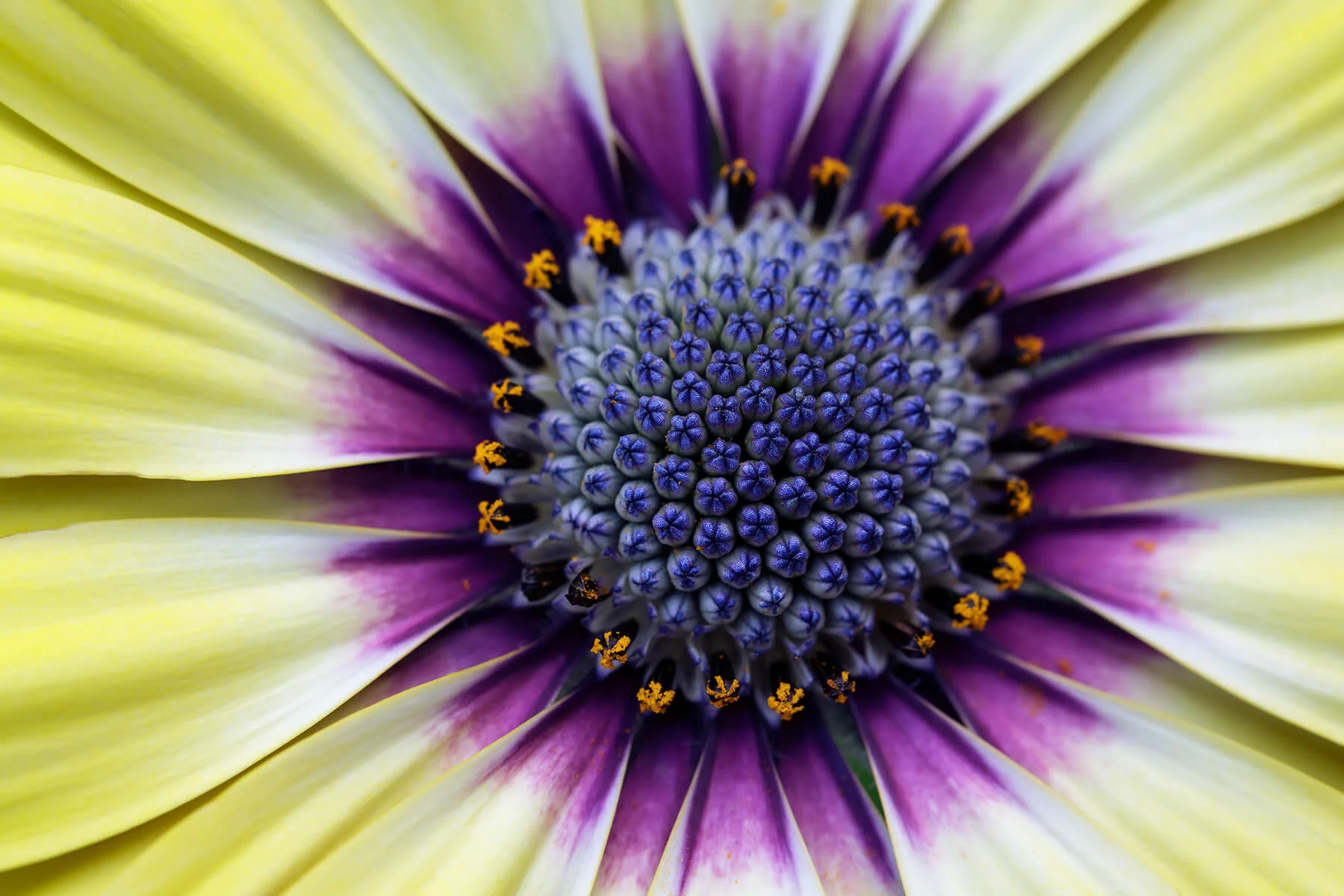 1800_Osteospermum'Blue eyed Beauty'_E2A0860.jpg