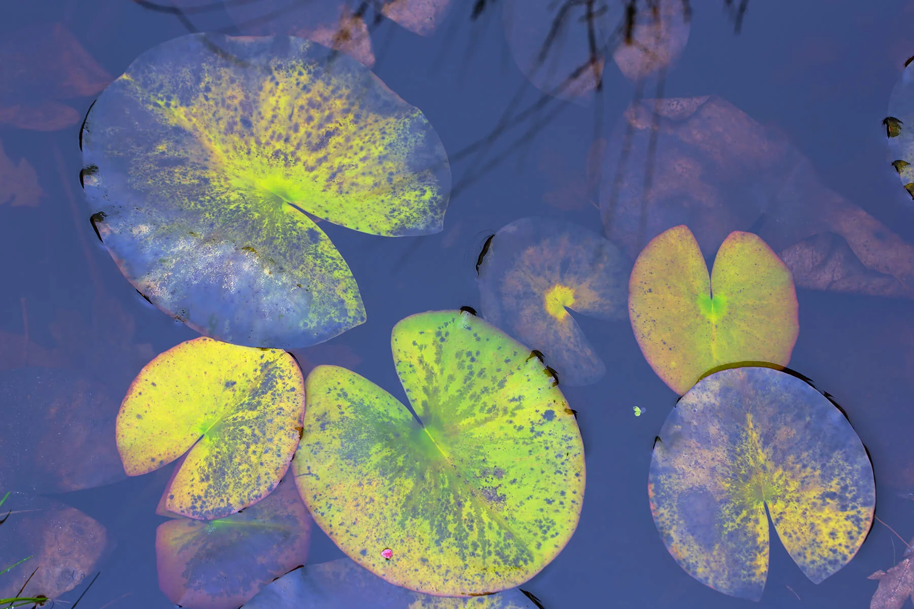 1800_pond_E2A5241 .jpg