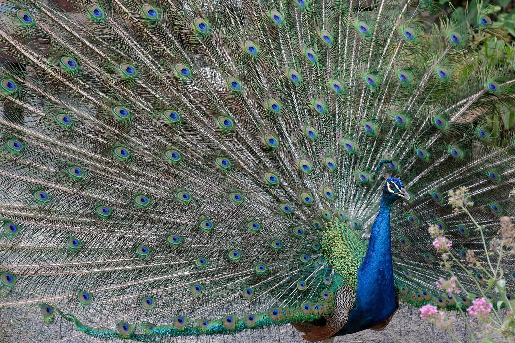 1800_peacock_E2A3100.jpg