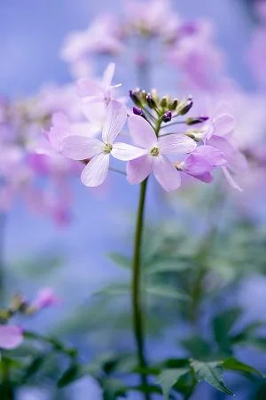 International Garden Photographer of The Year Awards 