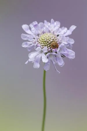 Professional Garden Photographers’ Association