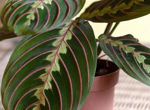 Prayer plant Maranta leuconeura
