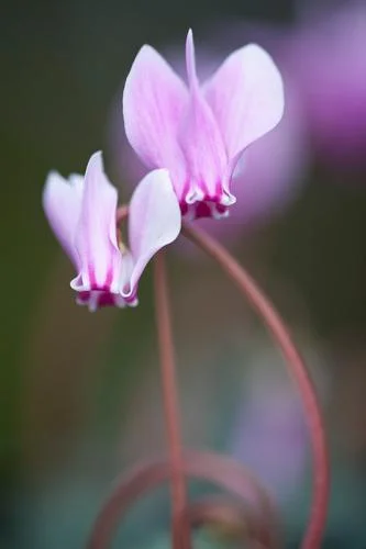 Together Cyclamen hederifolium