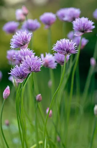 Chives Allium schoenoprasum