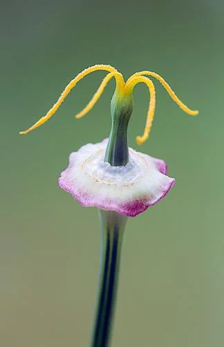 Eschscholzia californica Californian poppy head