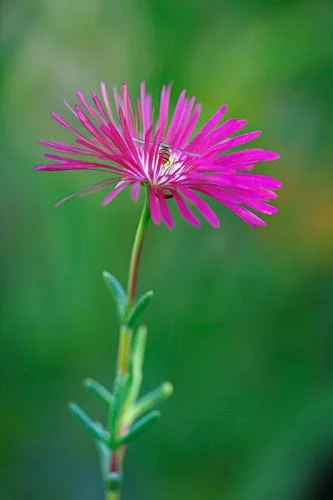 Delicate meeting Lampranthus 'Purple'
