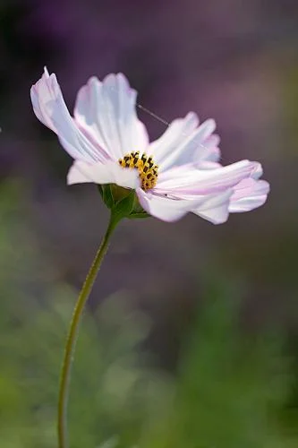 Shimmering thread Cosmos bipinnatus
