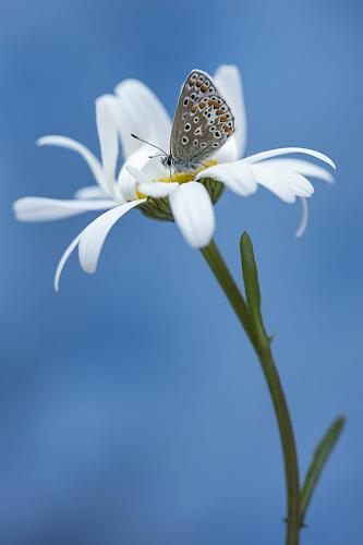 Ox-eye daisy visited by female Common Blue butterfly Leucanthemum vulgare, Polyommatus icarus