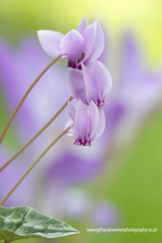 Trio Cyclamen Hedrifolium