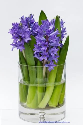 Hyacinthus