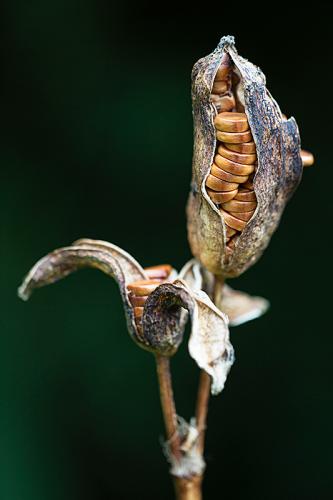 Yellow flag seed head Pseudocoris iris