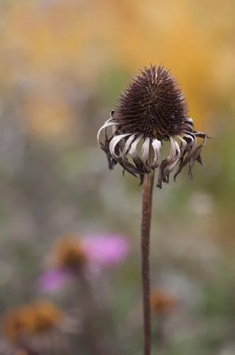 Autumn arrived Echinacea purpurea