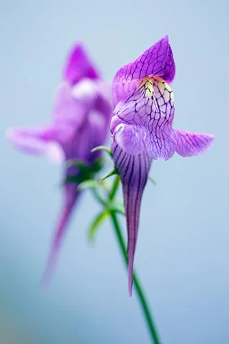 Linaria triornithophora