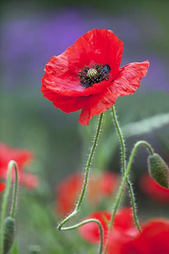 Field poppy Papaver rhoeas