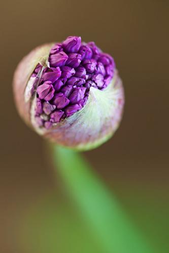 Allium 'Purple sensation' Medicinal