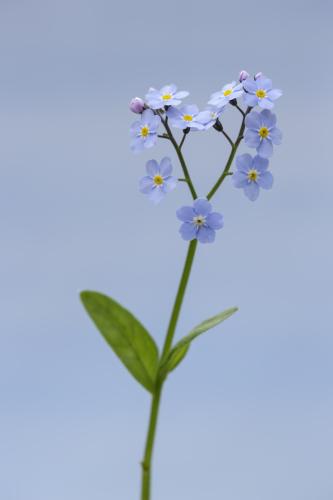 Forget-me-not Myosotis Sylvatica