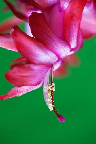 Christmas beauty Christmas cactus, Schlumbergera bridgesii