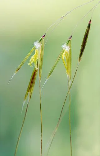 Ornamental grass Stipa gigantea