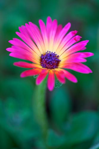 Colour flash Ice plant "Livingstone Daisy"