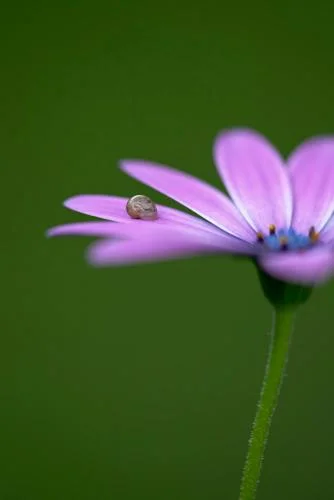 Small snail resting on Osteospermum 'Giles Gilby'