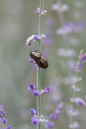 Rosemary beetle (Chrysolina americana) on Perovskia 'Blue Spire'
