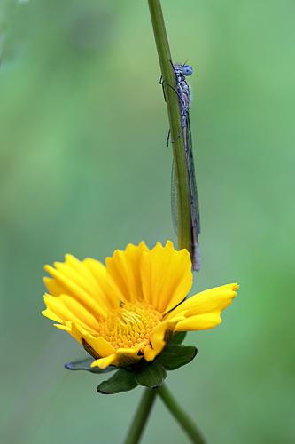 Damselfly visiting Coreopsis auriculata nana 'Elfin Gold'